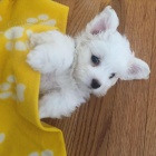 Rozko�n� �t���tka Maltipoo na prodej