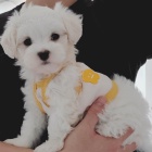Rozko�n� �t���tka Maltipoo na prodej