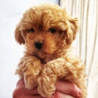 Rozko�n� �t���tka Maltipoo na prodej