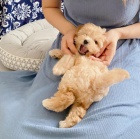 Rozko�n� �t���tka Maltipoo na prodej