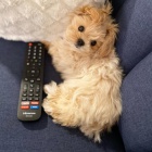 Rozko�n� �t���tka Maltipoo na prodej