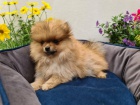 Mal� n�meck� �pic/pomeranian ke kryt�