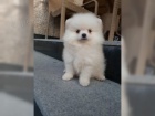 Pomeranian ke kryt�