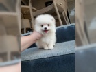 Pomeranian ke kryt�