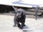 Labrador Retriever s PP (�t�n�)