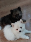 Pomeranian - �t���tka s PP FCI