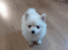 Pomeranian - �t���tka s PP FCI