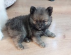 Pomeranian - �t���tka s PP FCI