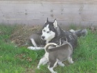 �istokrevn� Husky �t��ata s PP