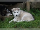 Miluj�c� �istokrevn� �t��ata sibi�sk�ho huskyho bez PP