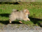 N�meck� �pic trpasli�� / pomeranian s PP 
