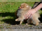 N�meck� �pic trpasli�� / pomeranian s PP 