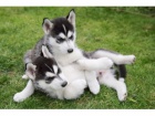 roztomil� sibi�sk� husky