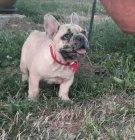 Francouz�t� buldoci