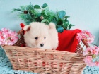 �t��ata rasy Pomeranian (Pom�k) / �pic