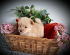 �t��ata rasy Pomeranian (Pom�k) / �pic
