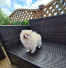 N�m. �pic trpasli�� pomeranian s PP