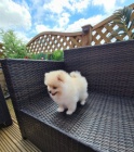 N�m. �pic trpasli�� pomeranian s PP