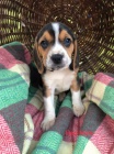 Ndhern Beagle tata