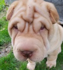 2 Shar Pei �t��ata k dispozici kontakt pro v�ce informac� a obr�zk�