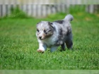 (Sheltie) dispozici jsou �t��ata shetlandsk�ch ov��k� (Sheltie)