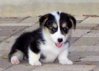 Welsh Pembroke corg, od�erven� o�kov�n�