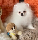 Kr�sn� N�meck� �pic trpasli��~pomerian s PP