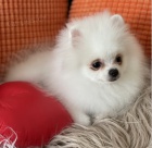 Kr�sn� N�meck� �pic trpasli��~pomerian s PP