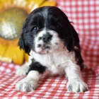 Prod�m zdrav� a kr�sn� �t��ata kokr�pan�la, samce a samice.