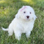 Hygienicky vy�kolen� �t��ata portugalsk�ho vodn�ho psa na prodej.