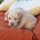 Prod�m zdrav� �t��ata labradora.