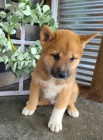 SHIBA INU na prodej