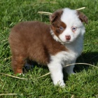 Prod�m rozko�n� �t���tka australsk�ho ov��ka