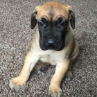 Prod�m �t��ata n�meck� dogy