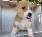 samci a samice tat pembroke corgi