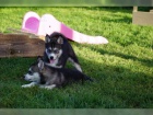 �istokrevn� �t��ata sibi�sk�ho huskyho bez PP