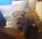 tata Shar Pei k dispozici