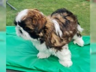 Fantastick� Shih-Tzu �t��ata bez PP