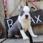 Prod�m �t��ata bostonsk�ho teri�ra.