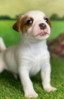 prod�m �t��ata jack russell.