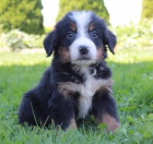 Prod�m �t��ata Bernsk�ho Sala�nick�ho psa.