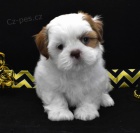 Prodm krsn tata SHIH TZU