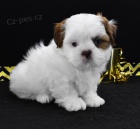 Prodm krsn tata SHIH TZU