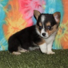 Prod�m �t��ata Pembroke Welsh Corgi.