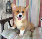 �t��ata Welsh Corgi Pembroke jsou p�ipravena na nov� rodiny.