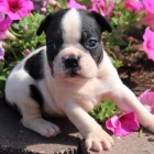 Bostonsk� teri�r.