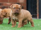 Prod�m kr�sn� �t���tka dogue de bordeaux.