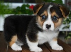 Pembroke Welsh Corgi