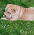 2 Shar Pei �t��ata k dispozici kontakt pro v�ce informac� a obr�zk�