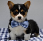 Welsh Pembroke corgi tri barevn� t. Byli vychov�ni v na�em dom� spolu se svou matkou a t�tou. s certifik�tem 5 generace, od�erven� o�kov�n� https://bestewelpennachhause.com/pembroke-welsh-corgi-2/ d�v�me 40% slevu  contact 
